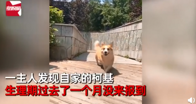 热点|柯基犬意外怀孕找不着孩子他爸，生下来5只小狗竟然5个品种？