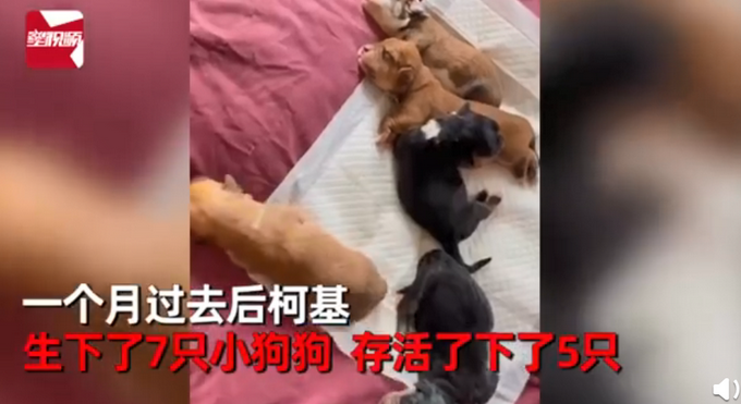 热点|柯基犬意外怀孕找不着孩子他爸，生下来5只小狗竟然5个品种？