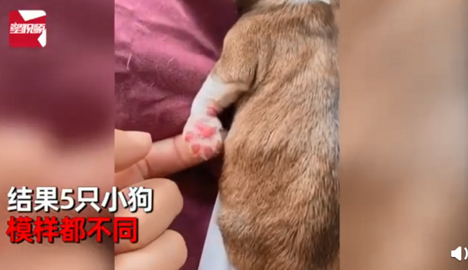 热点|柯基犬意外怀孕找不着孩子他爸，生下来5只小狗竟然5个品种？