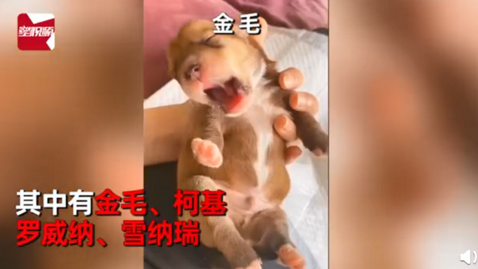 热点|柯基犬意外怀孕找不着孩子他爸，生下来5只小狗竟然5个品种？