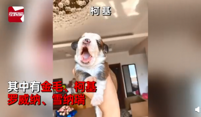 热点|柯基犬意外怀孕找不着孩子他爸，生下来5只小狗竟然5个品种？
