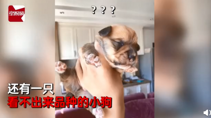 热点|柯基犬意外怀孕找不着孩子他爸，生下来5只小狗竟然5个品种？