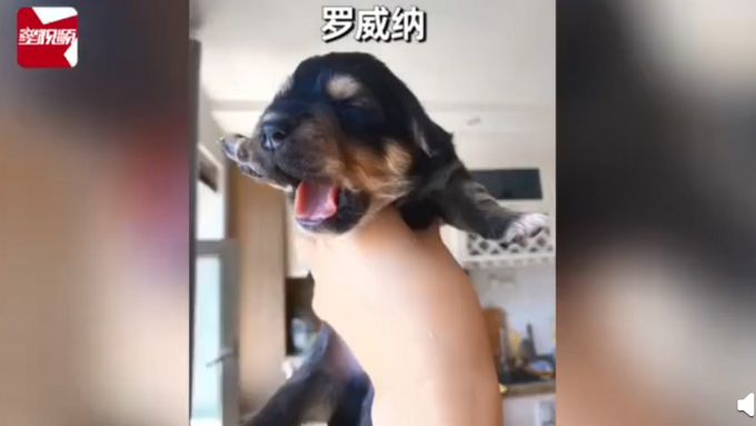 热点|柯基犬意外怀孕找不着孩子他爸，生下来5只小狗竟然5个品种？