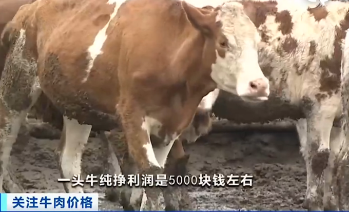 牛肉价格|全国牛肉价格连续9周上涨，为何今年一反常态？