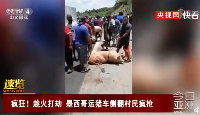 热点|疯狂！墨西哥运猪车侧翻20吨活猪遭村民疯抢，警察无奈的看着