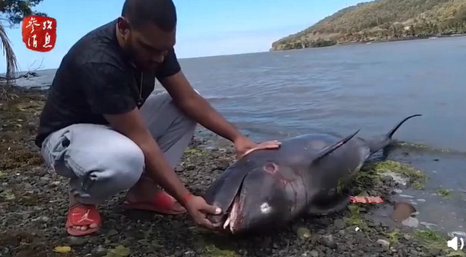 |18只海豚死于毛里求斯东南海岸，疑与日本货船原油泄漏有关