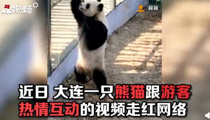 热点|最努力营业的熊猫！辽宁大熊猫热情跟游客依次击掌互动，网友羡慕