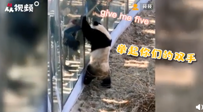 热点|最努力营业的熊猫！辽宁大熊猫热情跟游客依次击掌互动，网友羡慕