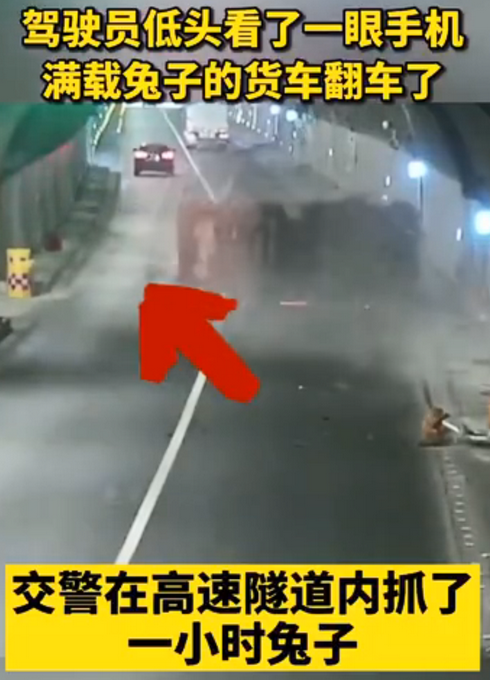 热点|货车侧翻，交警在高速隧道抓了1小时兔子！网友：画面莫名有点萌