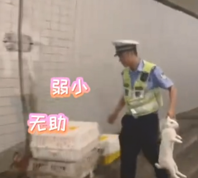 热点|货车侧翻，交警在高速隧道抓了1小时兔子！网友：画面莫名有点萌