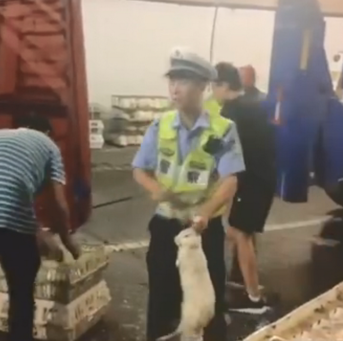 热点|货车侧翻，交警在高速隧道抓了1小时兔子！网友：画面莫名有点萌