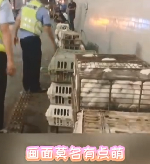 热点|货车侧翻，交警在高速隧道抓了1小时兔子！网友：画面莫名有点萌