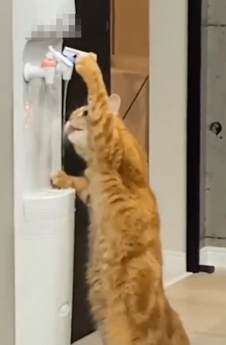 热点|成精了！猫咪踮着脚开饮水机喝水，网友：它咋不打开热水的水龙头？