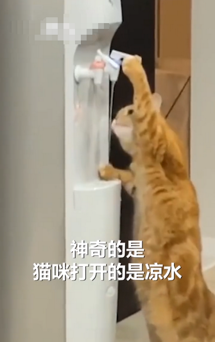 热点|成精了！猫咪踮着脚开饮水机喝水，网友：它咋不打开热水的水龙头？