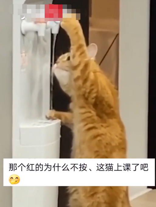 热点|成精了！猫咪踮着脚开饮水机喝水，网友：它咋不打开热水的水龙头？