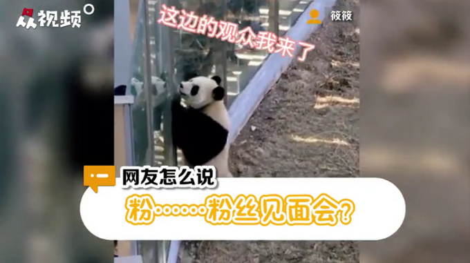 热点|大熊猫热情跟游客击掌互动 网友评价：努力营业尽量照顾到每个粉丝