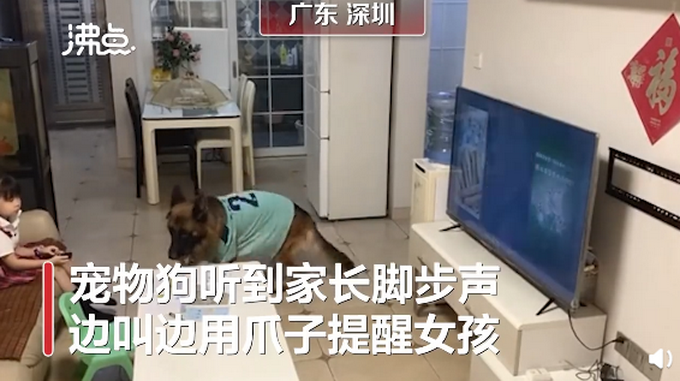 推荐|宠物狗帮女孩监听望风家长，边叫边用爪子指作业 网友：惯犯无疑了