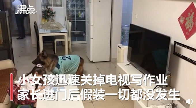 推荐|宠物狗帮女孩监听望风家长，边叫边用爪子指作业 网友：惯犯无疑了