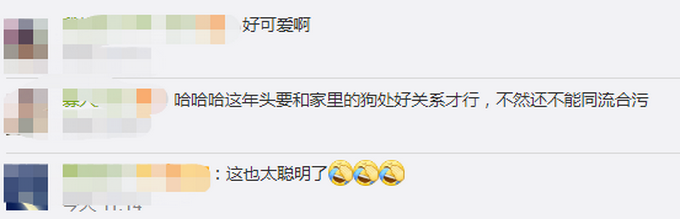 推荐|宠物狗帮女孩监听望风家长，边叫边用爪子指作业 网友：惯犯无疑了