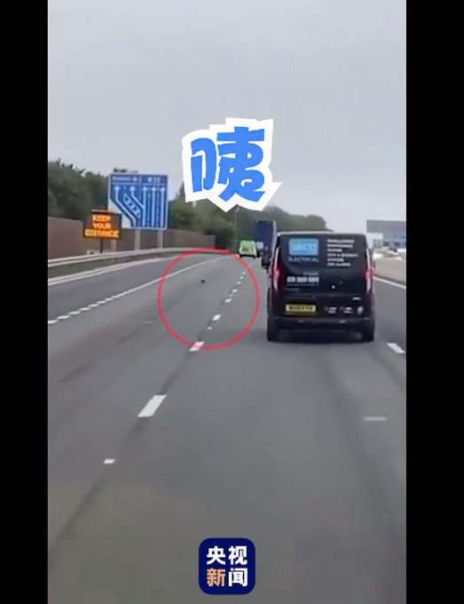 推荐|时速100公里！英国高速上出现野生涡轮增鸭 网友：让烤鸭飞一会儿