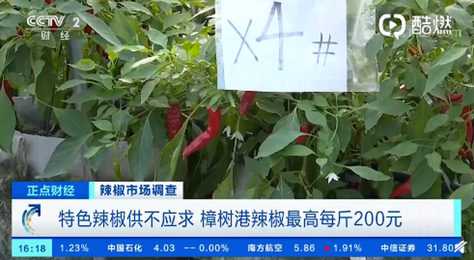 |湖南人年均消费辣椒100斤，樟树港辣椒价格最高每斤200元