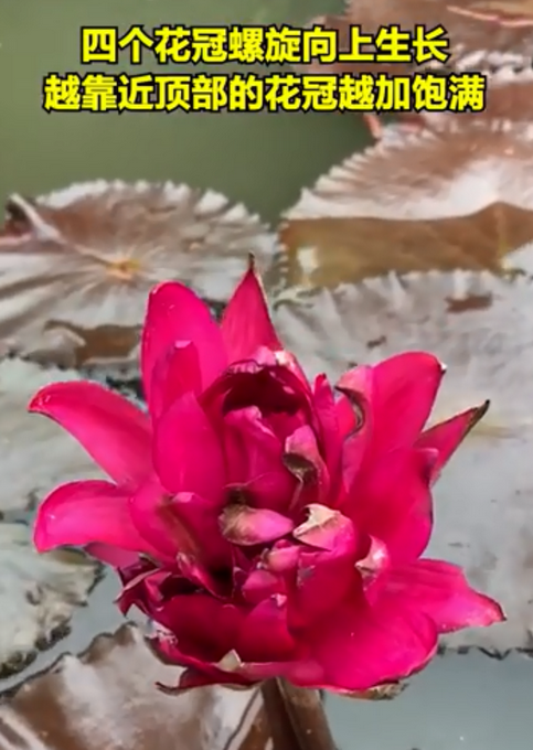 热点|广州莲花山首次发现四蒂莲！造型独特，宛若团团火焰熊熊燃烧