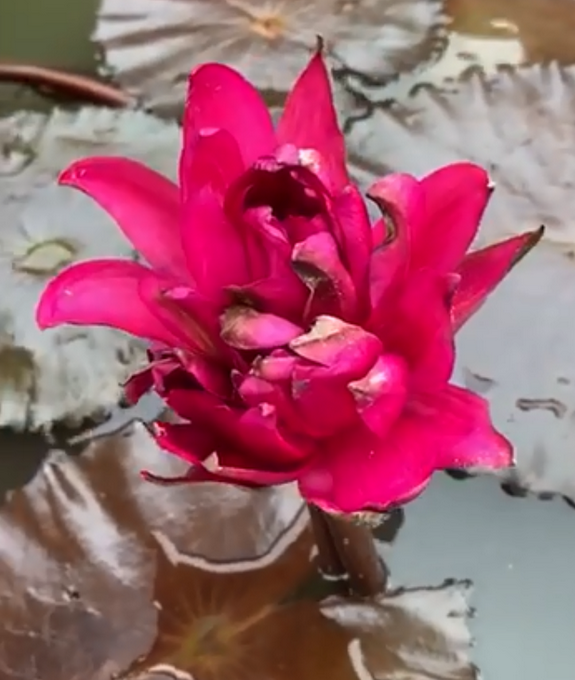 热点|广州莲花山首次发现四蒂莲！造型独特，宛若团团火焰熊熊燃烧