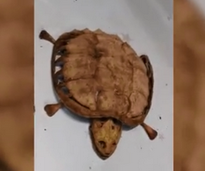 乌龟|学生8个月后返校发现宠物龟已变龟壳，网友：好可怜的小乌龟
