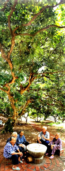 |打开世界长寿之乡文明生态密码——广西钦州浦北县探索乡村现代文明新路径