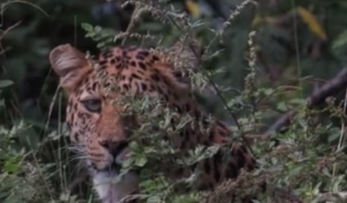 金钱豹|宁夏六盘山拍到野生金钱豹，专家：比中彩票还难