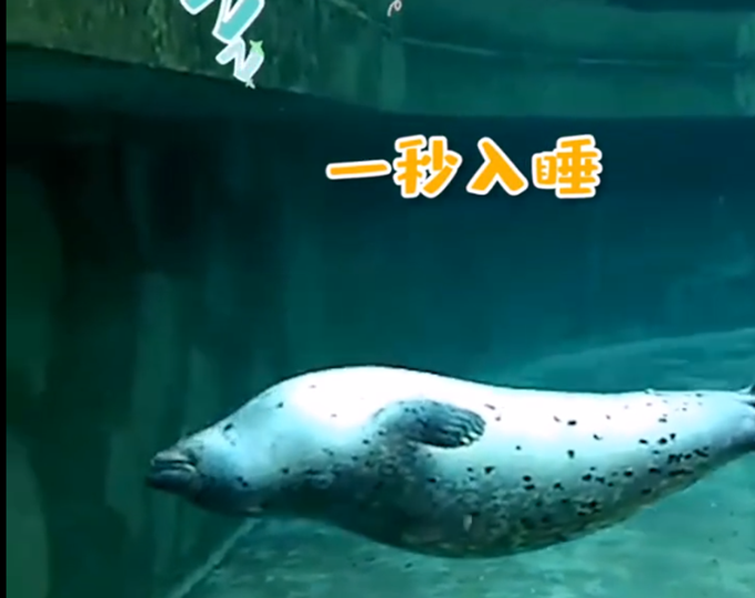 海豹|海豹水中1秒入睡，好似水饺扔进锅，网友：入睡速度让人羡慕