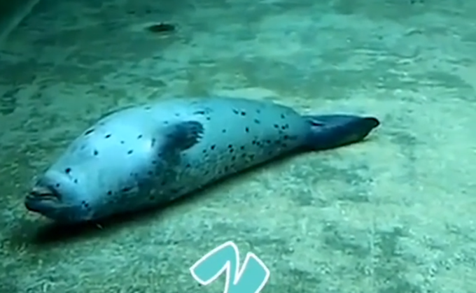 海豹|海豹水中1秒入睡，好似水饺扔进锅，网友：入睡速度让人羡慕