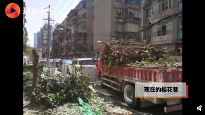 |成都300年桂花巷内桂花树全被砍！如此野蛮施工谁批的？官方回复来了