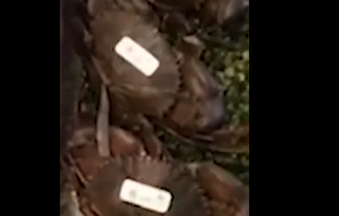 推荐|网曝上海静安嘉里中心一饭店用死螃蟹掉包活螃蟹，涉事饭店回应了