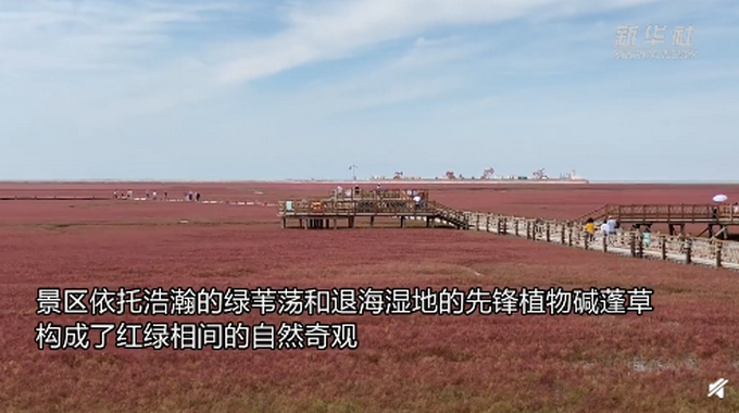 |辽宁盘锦红色海岸线上热搜，网友：太美了！