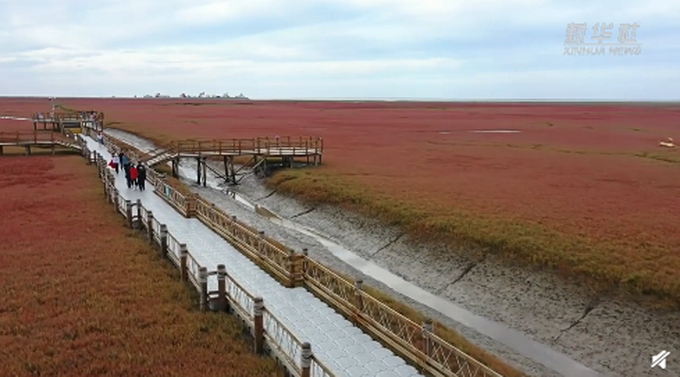 |辽宁盘锦红色海岸线上热搜，网友：太美了！