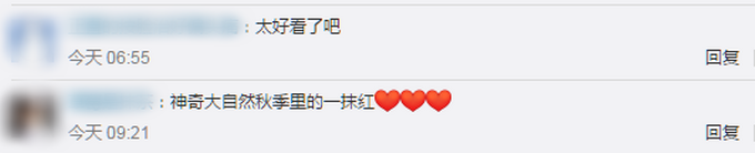 |辽宁盘锦红色海岸线上热搜，网友：太美了！