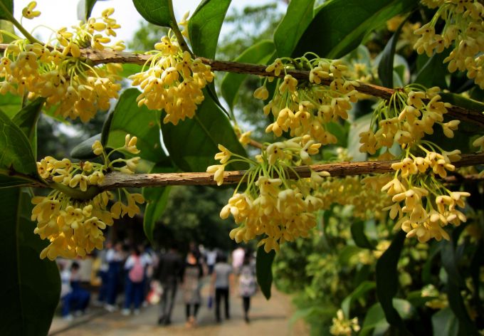 首页|20株桂花树一夜间遭“鬼剃头”，老旧城区改造不该变了味
