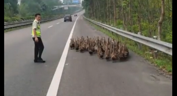 热点|50只鸭窜上高速七嘴八舌呱不停，执法队员被难倒：请看管好自己的鸭