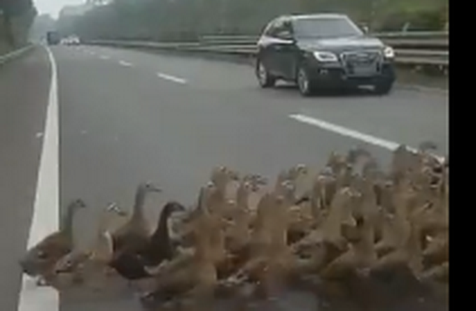 热点|50只鸭窜上高速七嘴八舌呱不停，执法队员被难倒：请看管好自己的鸭