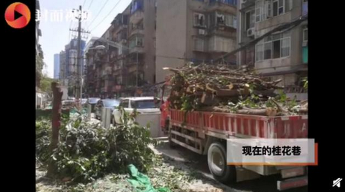 |成都桂花树被砍罚款50万，多方被追责
