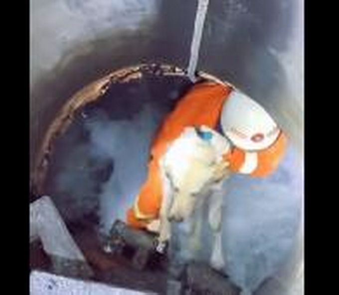 推荐|公狗遇车祸倒在血泊中，母狗悲嚎摇尾求救，在现场守候10天