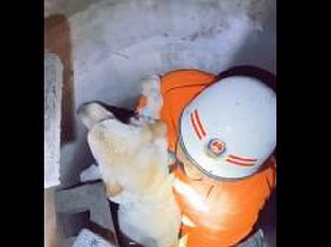 推荐|公狗遇车祸倒在血泊中，母狗悲嚎摇尾求救，在现场守候10天