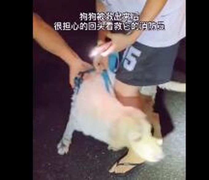 推荐|公狗遇车祸倒在血泊中，母狗悲嚎摇尾求救，在现场守候10天