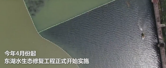 |武汉东湖水下森林吸引市民驻足：水草摇曳生姿，鱼虾穿行其中