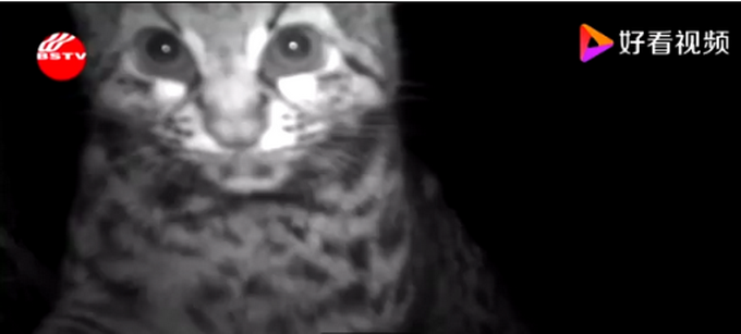 推荐|云南保山拍到珍稀野生动物云猫，正脸照曝光！网友：像豹子也像猫咪