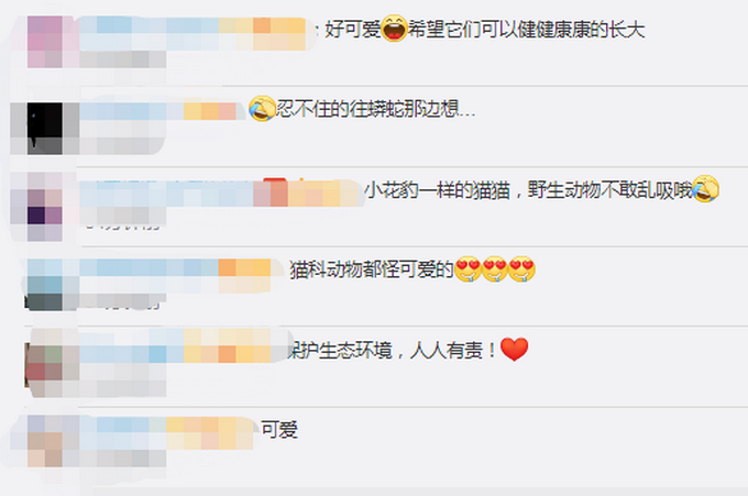 推荐|云南保山拍到珍稀野生动物云猫，正脸照曝光！网友：像豹子也像猫咪