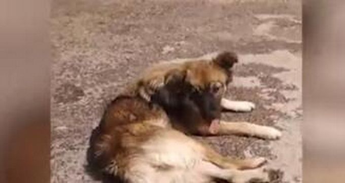 推荐|公狗遇车祸倒在血泊中，母狗悲嚎摇尾求救，在现场守候10天