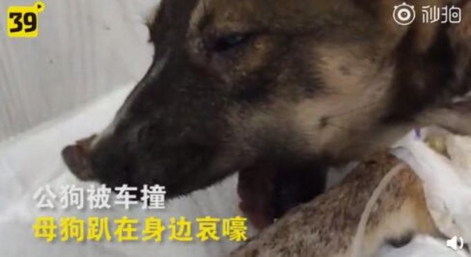 推荐|公狗遇车祸倒在血泊中，母狗悲嚎摇尾求救，在现场守候10天