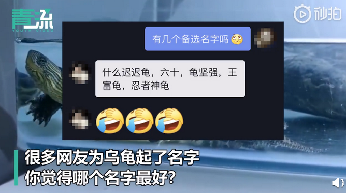 推荐|乌龟因疫情被困快递盒60天，买家拆开惊呆了，网友纷纷为它起名
